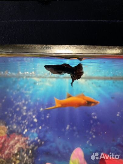 Мальки гуппи