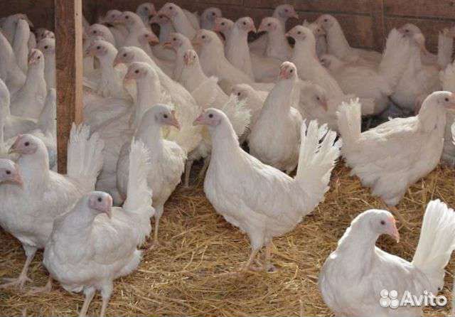 Куры молодки несушки