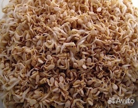 Семена для микрозелени