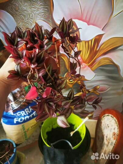 Традесканция Зебрина