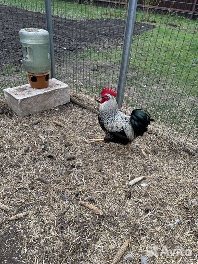 Продаются петухи