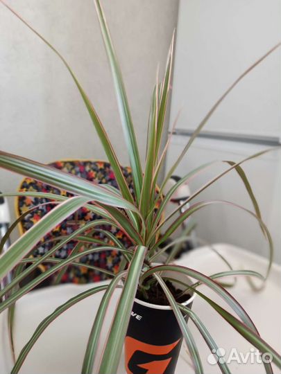 Пальма драцена