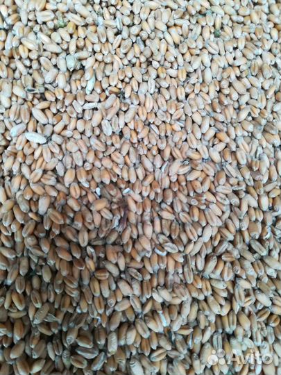 Ячмень, пшеница