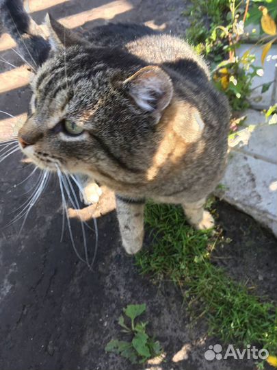 Кот в добрые руки