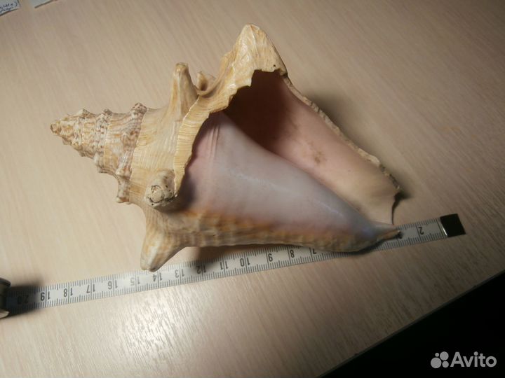 Морские ракушки раковины для аквариума,интерьера