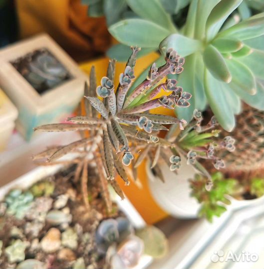 Пахиверии, Каланхоэ, Эхиверии, Граптоседум