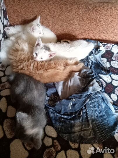 Котята отдам в добрые руки бесплатно