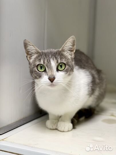 Кошка в дар