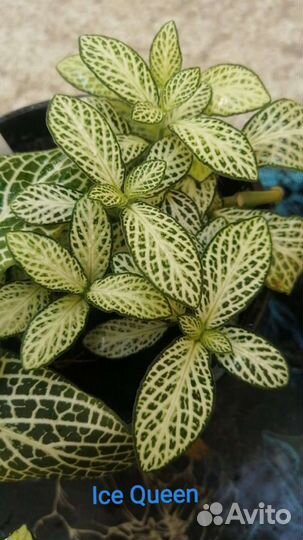 Фиттонии на срез