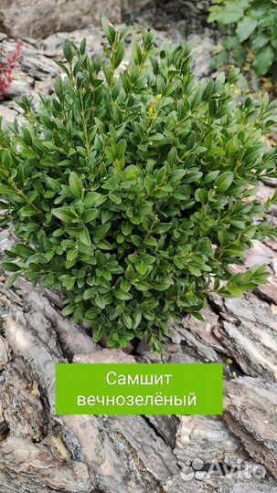 Декоративные кустарники