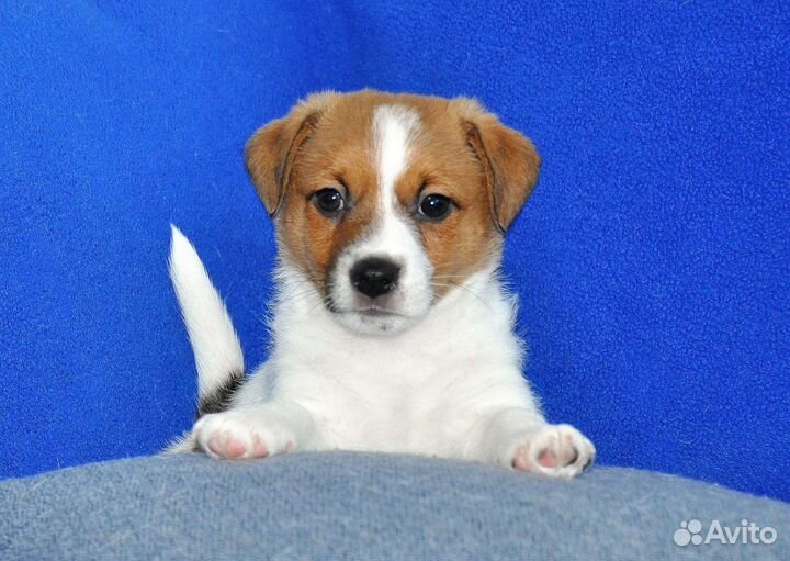 Щенок джек Рассел терьер