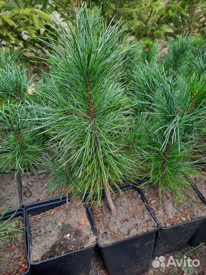 Кедр, сосна сибирская, саженцы кедра, сеянцы