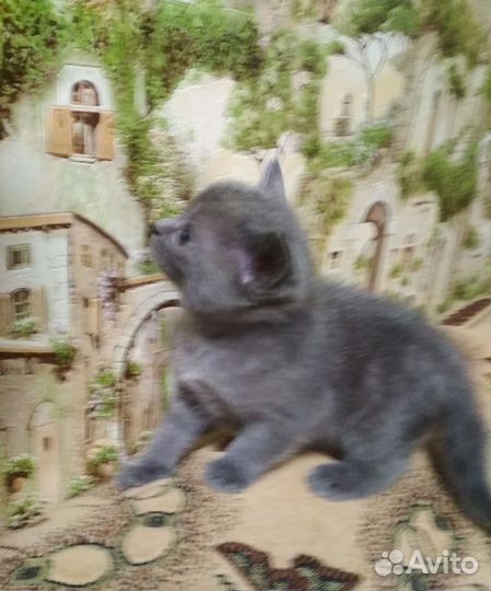 Котята шотландские
