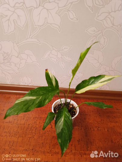 Спатифиллум Джемини