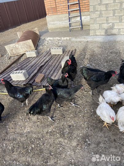 Продам куры Джерсийский гигант
