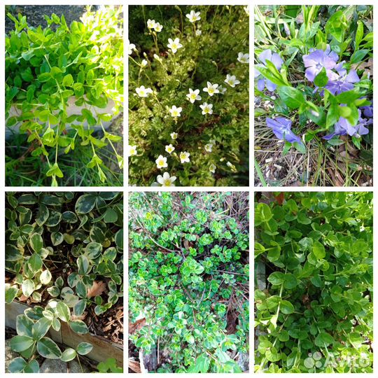 Многолетние садовые растения