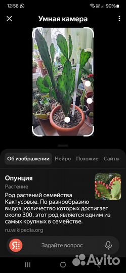 Кактусы и суккуленты