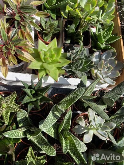 Кактусы и суккуленты