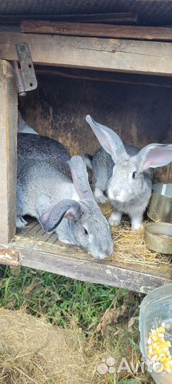 Крольчата