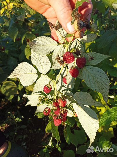 Продаю свое