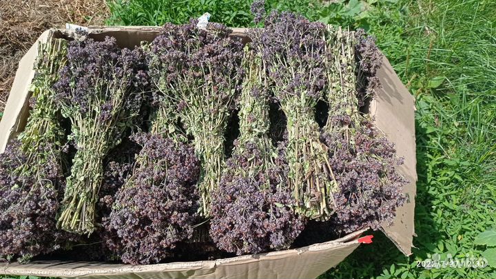 Душица, матрешка