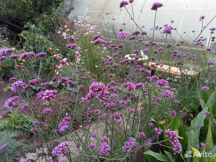 Вербена бонарская семена