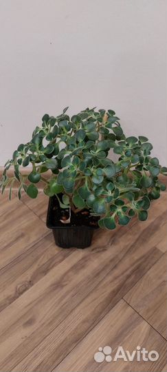 Аихризон- дерево любви или цветок счастья