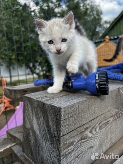Котенок белый