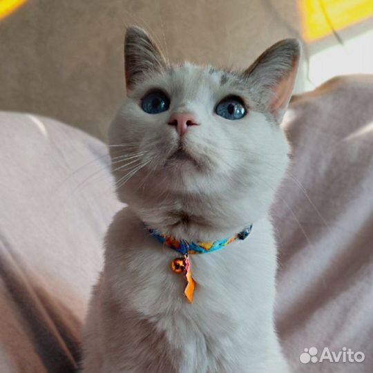 Ошейник для кошек и собак