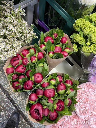 Оптом альстромерия склад цветы