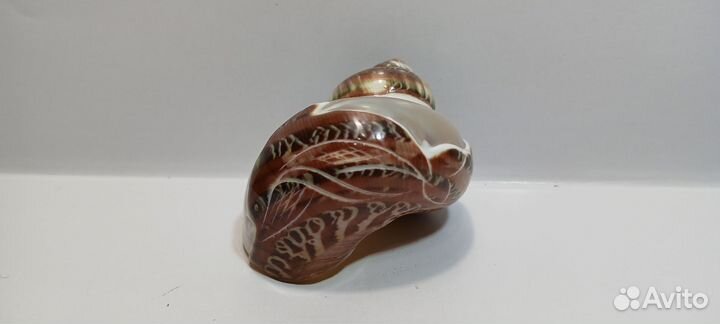 Турбо Петхолатус с дельфином 6,20 ракушка