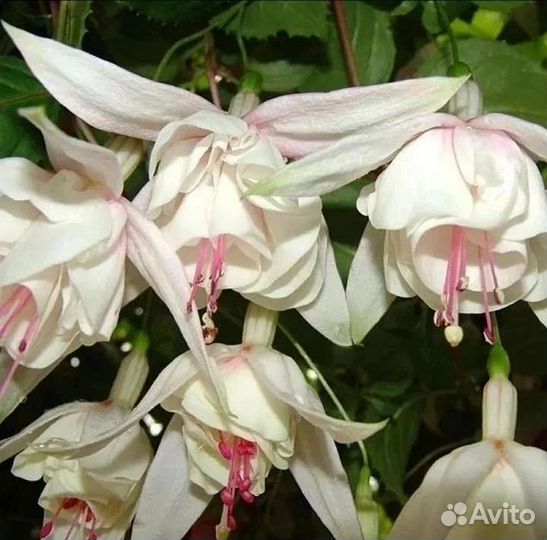 Фуксии черенки 4 сорта