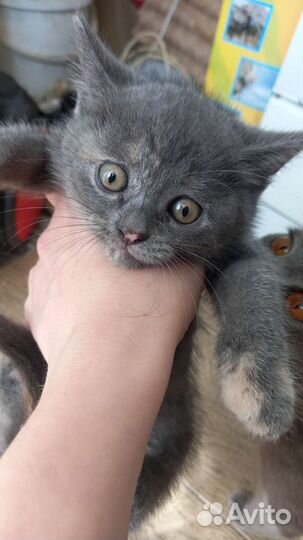 Кошка в дар бесплатно