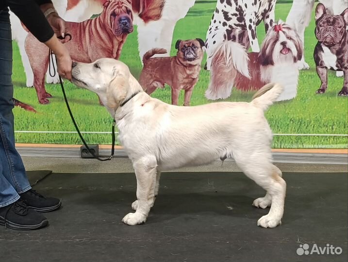 Палевый лабрадор щенок