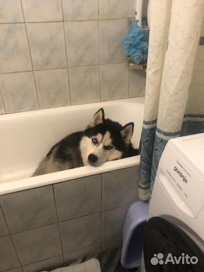 Вязка кобель Сибирский Хаски