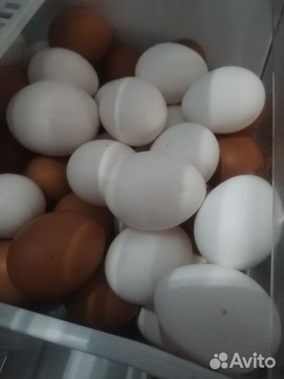 Домашние куриные яйца