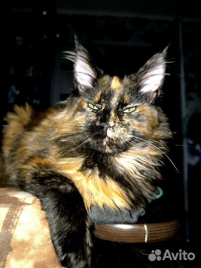 Мейн-куняшка