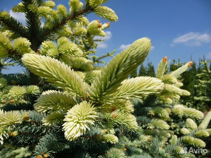 Picea pungens Jan Byczkowski