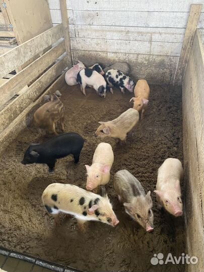 Поросята, свиньи, бараны Дорпер, быки