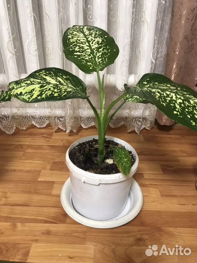 Диффенбахия