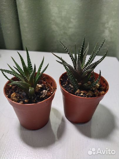 Хавортия полосатая