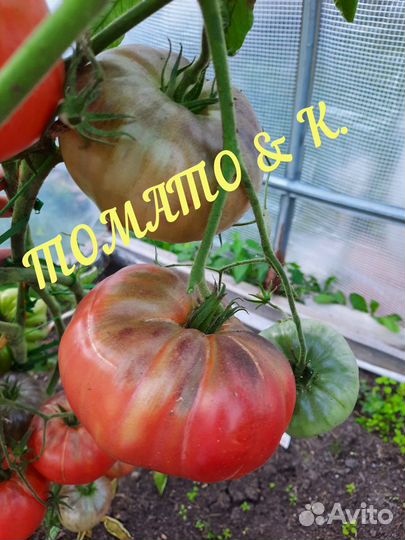 Семена коллекционных томатов