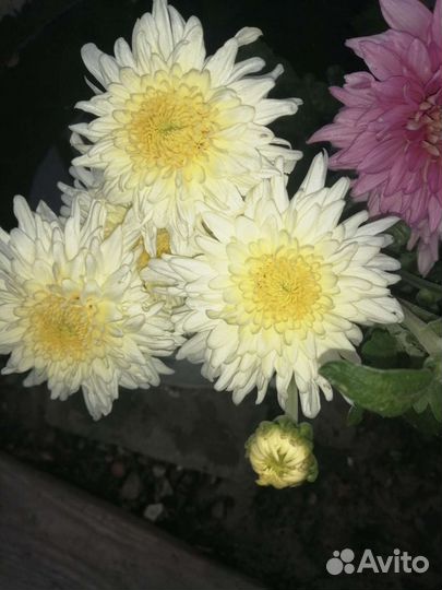 Хризантемы, мультифлора