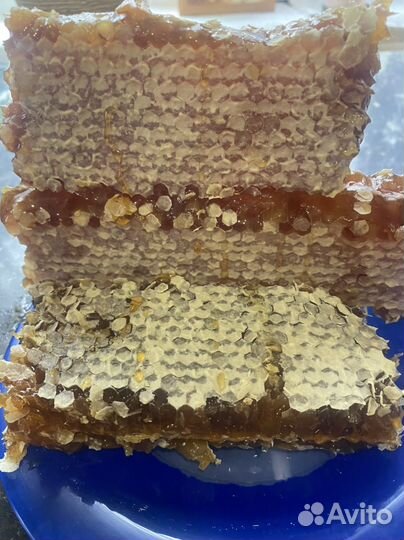 Соты с медом 2024