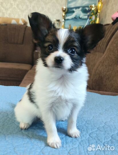 Папийон девочка