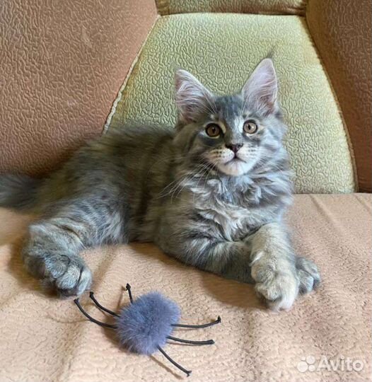 Девочки Мейн-кун (с документами)