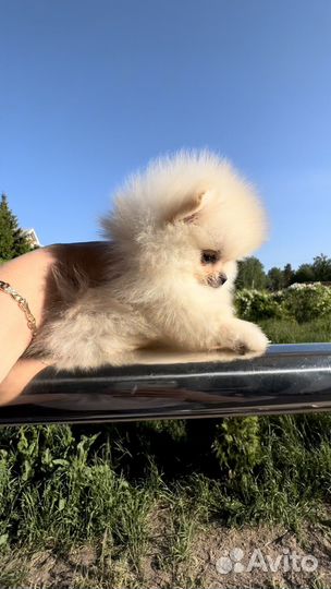 Щенки шпица мини