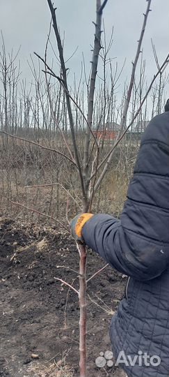 2- 3 летние плодоносящие саженцы яблони