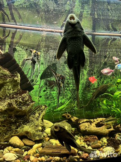 Аквариум с тумбой Juwel