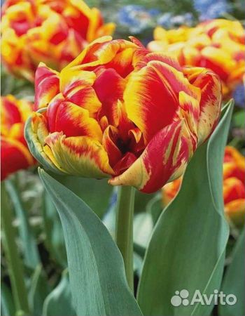 Тюльпан Силеста 1 уп. (3шт.) фракция 11/12